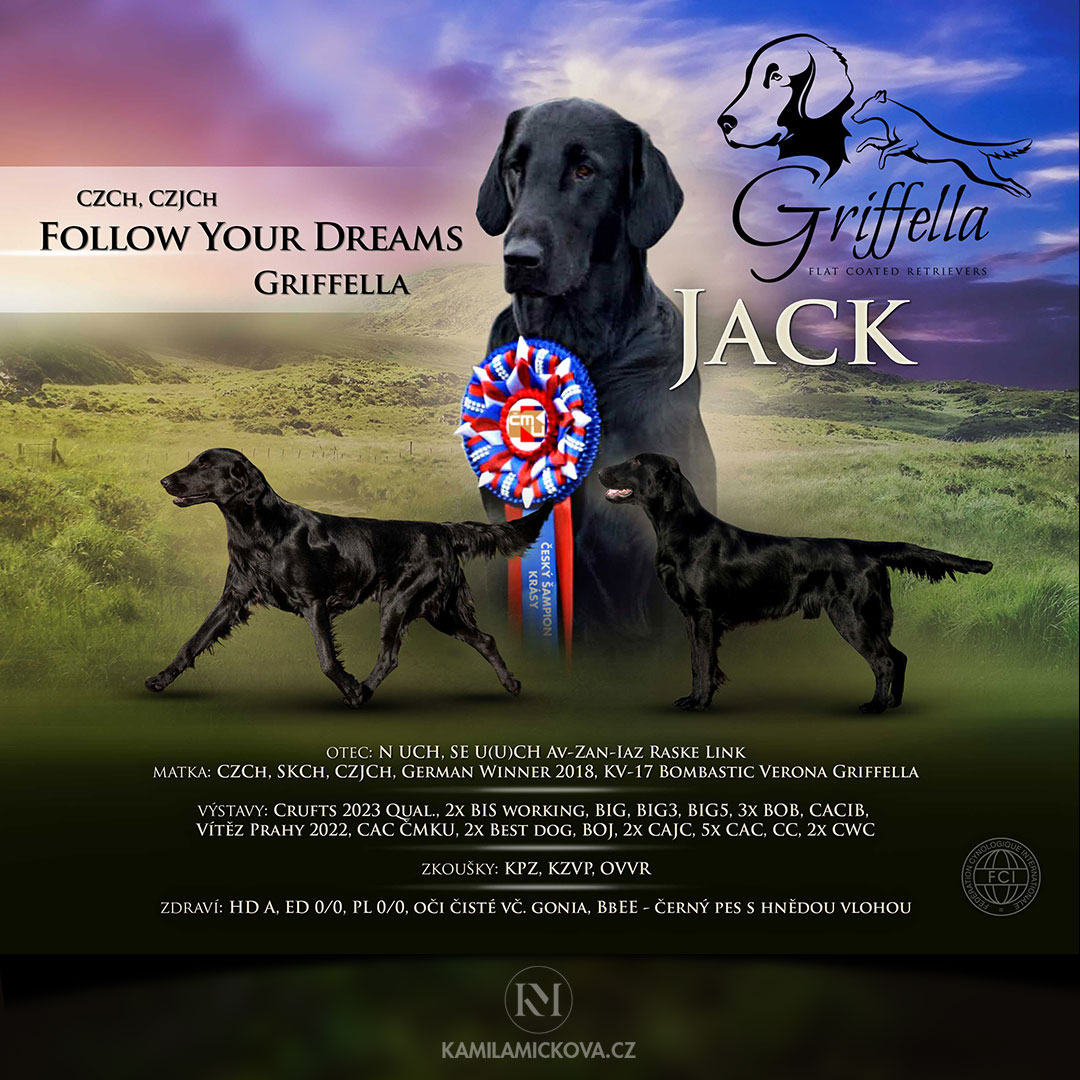 prezentace chovného psa Flat coated retrívr Jack Follow Your Dreams Griffella kamilamickova