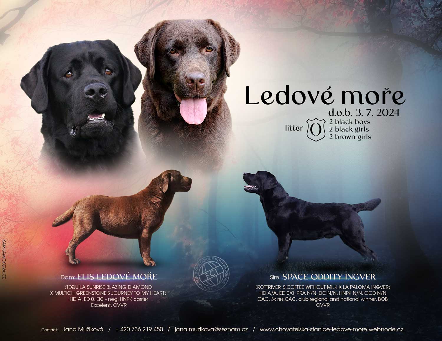 Oznámení vrhu chovatelské stanice labradorů